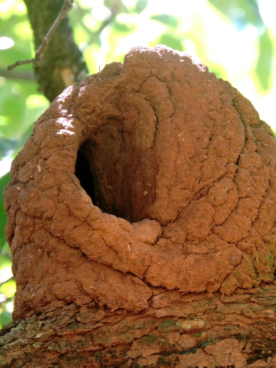Do barro ao filtro.

#designbrasileiro #design #cultura #brasil