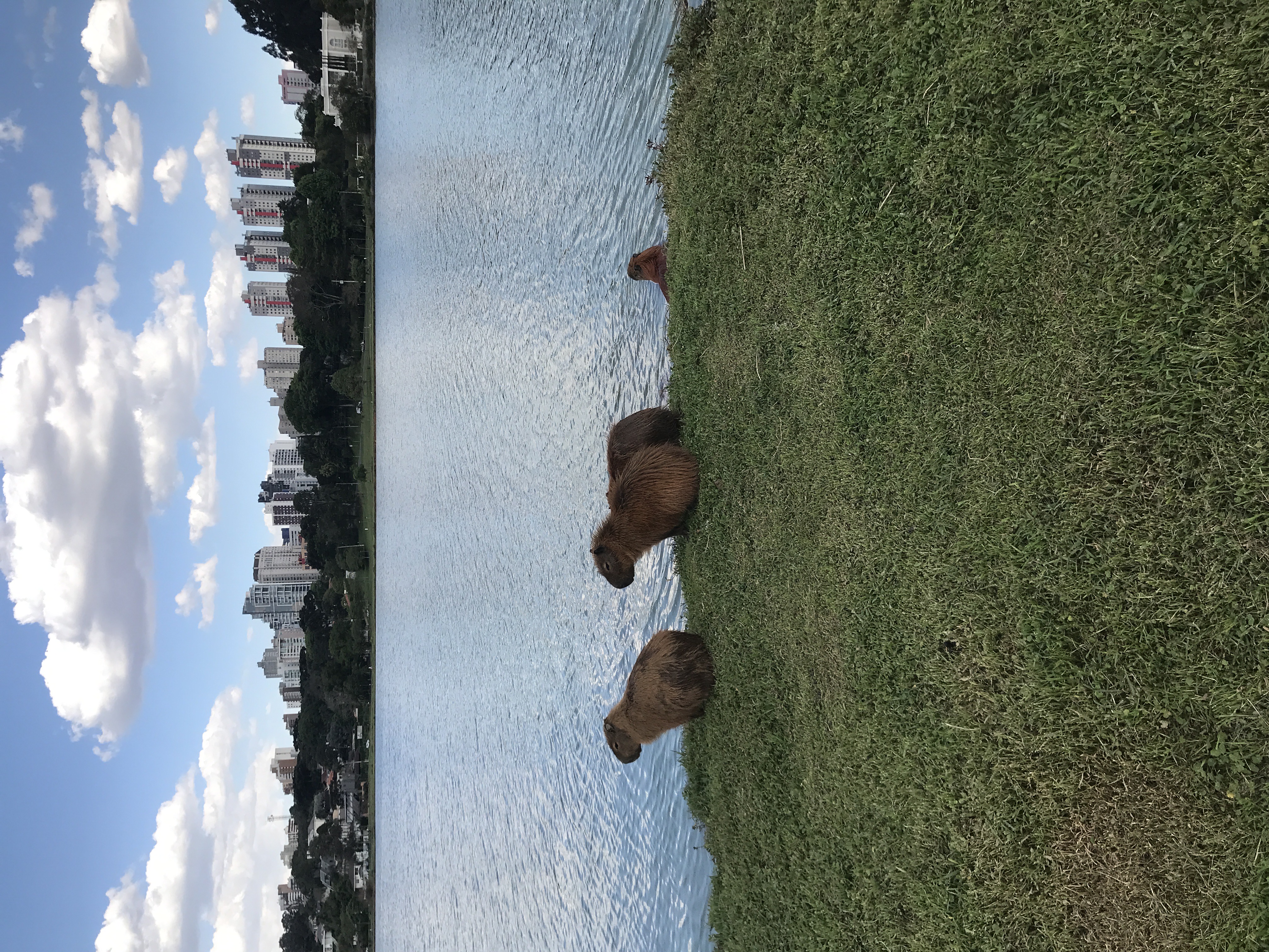 Parque Barigui, em Curitiba. Foto do lugar no Keenz